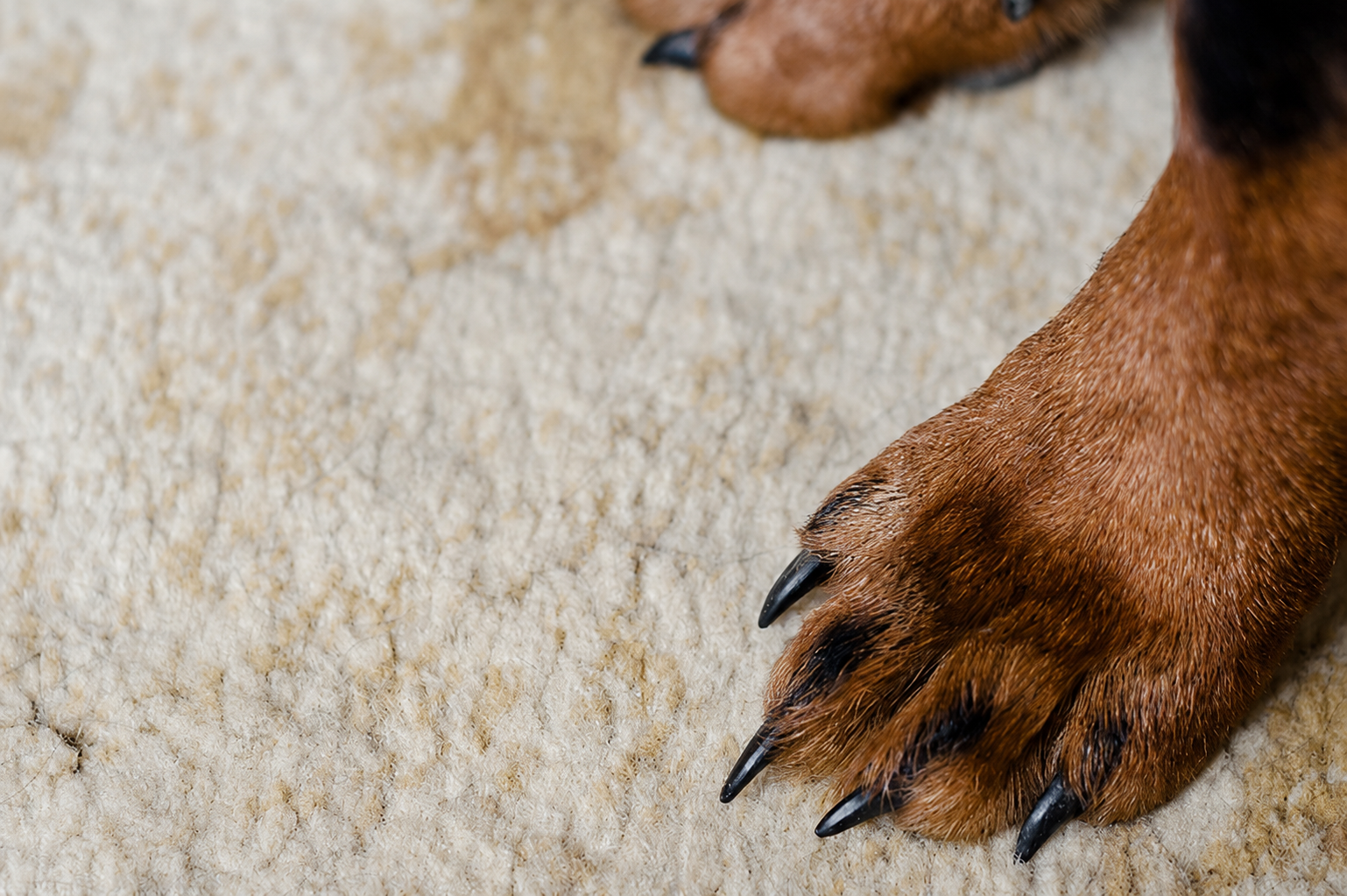 Pet Odor & Stain Treatment
